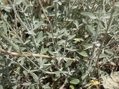 Monardella linoides sierrae