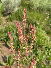 Rumex paucifolius