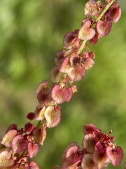 Rumex paucifolius