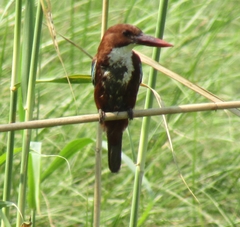 Halcyon smyrnensis