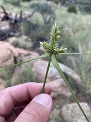 Cyperus fendlerianus