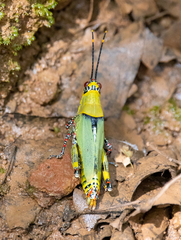 Zonocerus variegatus