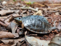 Kinosternon creaseri