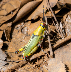 Zonocerus variegatus