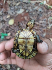 Kinosternon creaseri