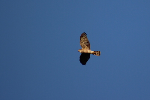Accipiter striatus image