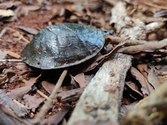 Kinosternon creaseri