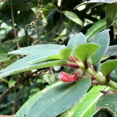 Nematanthus fissus