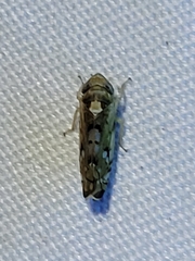 Scaphoideus opalinus