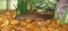 Black Kuhli Loach photo 4