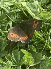 Erebia euryale
