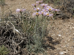 Erigeron argentatus