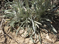 Erigeron argentatus