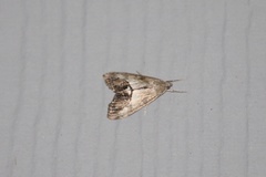 Evergestis subterminalis