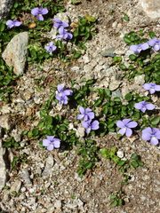 Viola argenteria