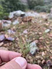 Bulbostylis capillaris