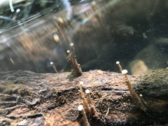 Eriocaulon aquaticum