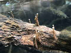 Eriocaulon aquaticum