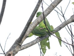 Forpus passerinus