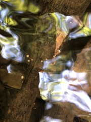 Eriocaulon aquaticum