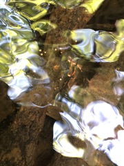 Eriocaulon aquaticum