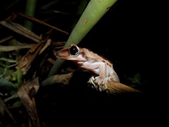 Nyctimantis brunoi