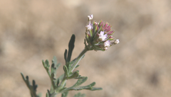 Glandularia laciniata