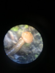 Eriocaulon aquaticum