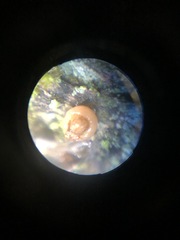 Eriocaulon aquaticum