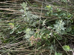 Artemisia pontica