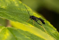 Exetastes suaveolens