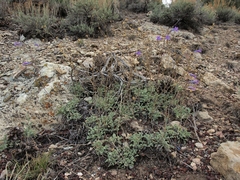 Penstemon scapoides