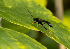 Exetastes suaveolens