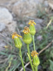 Senecio crassulus