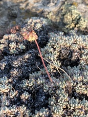 Eriogonum caespitosum