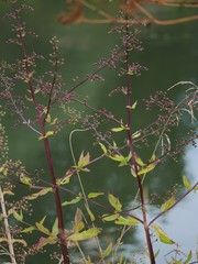Scrophularia umbrosa