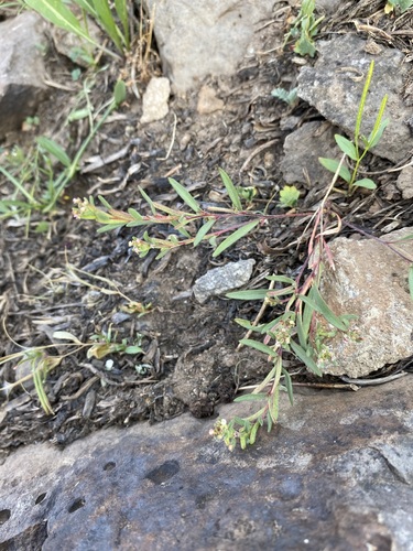 Image of Gayophytum racemosum by (c) Matt Berger, some rights reserved (CC BY)