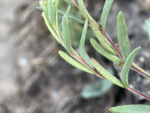 blackfoot groundsmoke (Gayophytum racemosum)