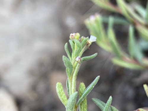 Image of Gayophytum racemosum by (c) Matt Berger, some rights reserved (CC BY)