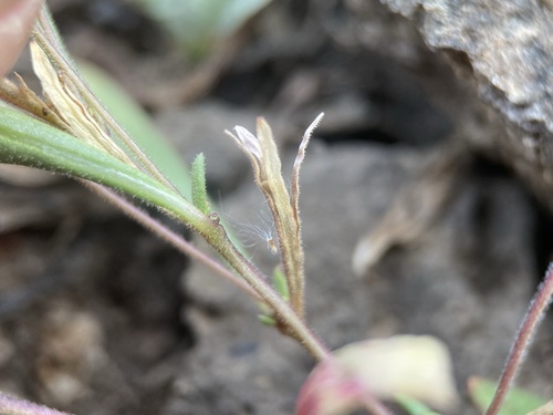 Image of Gayophytum racemosum by (c) Matt Berger, some rights reserved (CC BY)