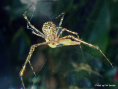 Theridion zantholabio