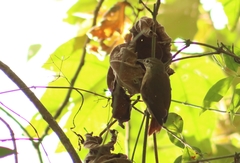 Anabacerthia striaticollis