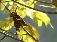Anabacerthia striaticollis