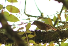 Anabacerthia striaticollis