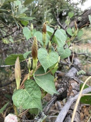 Ipomoea gilana