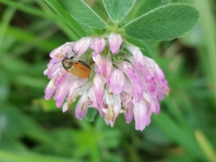 Labidostomis longimana