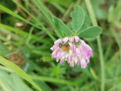 Labidostomis longimana