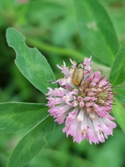 Labidostomis longimana