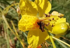 Penthobruchus germaini