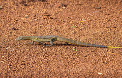 Varanus niloticus